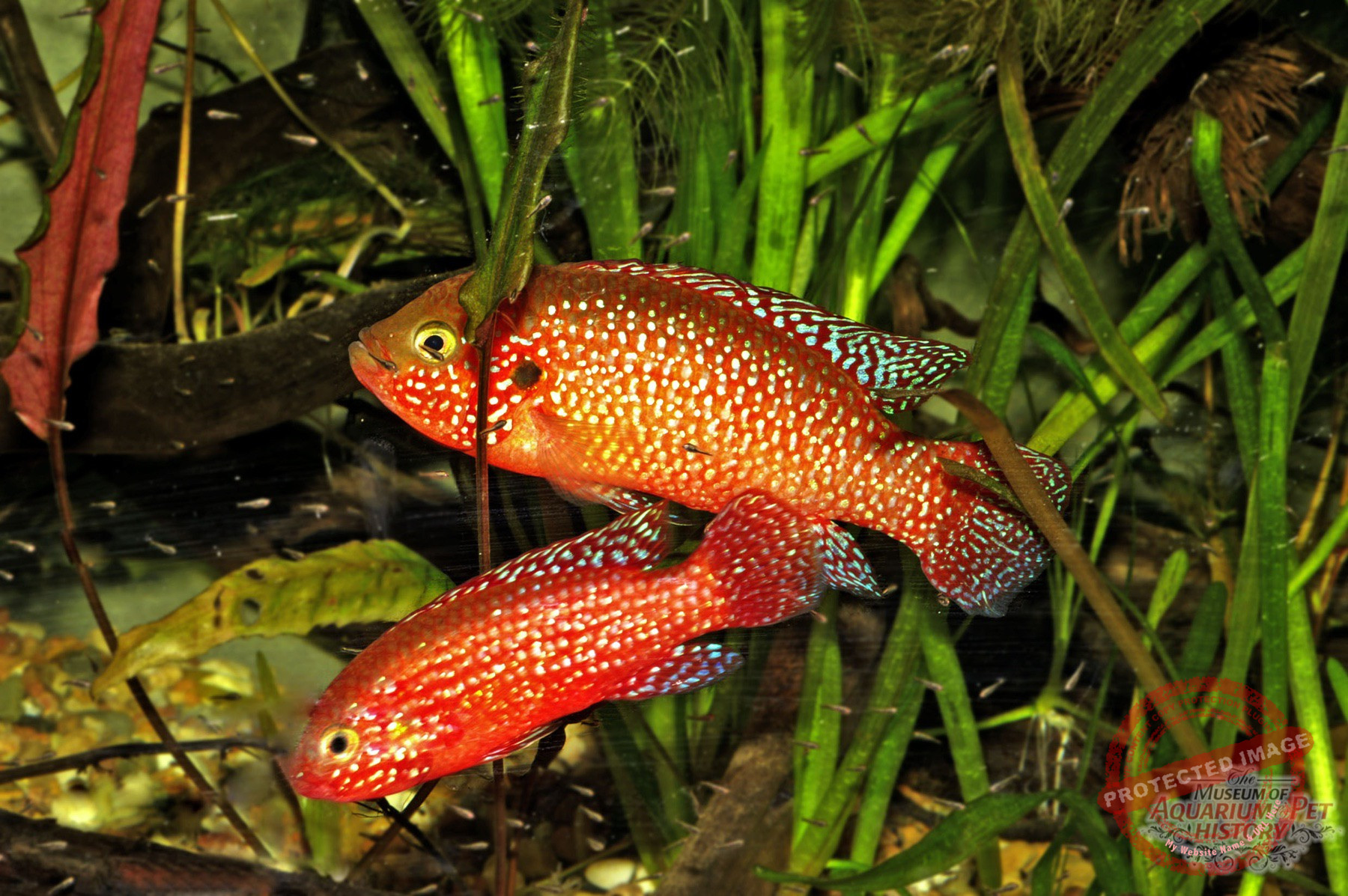 1900 to Early 1922_photo-14