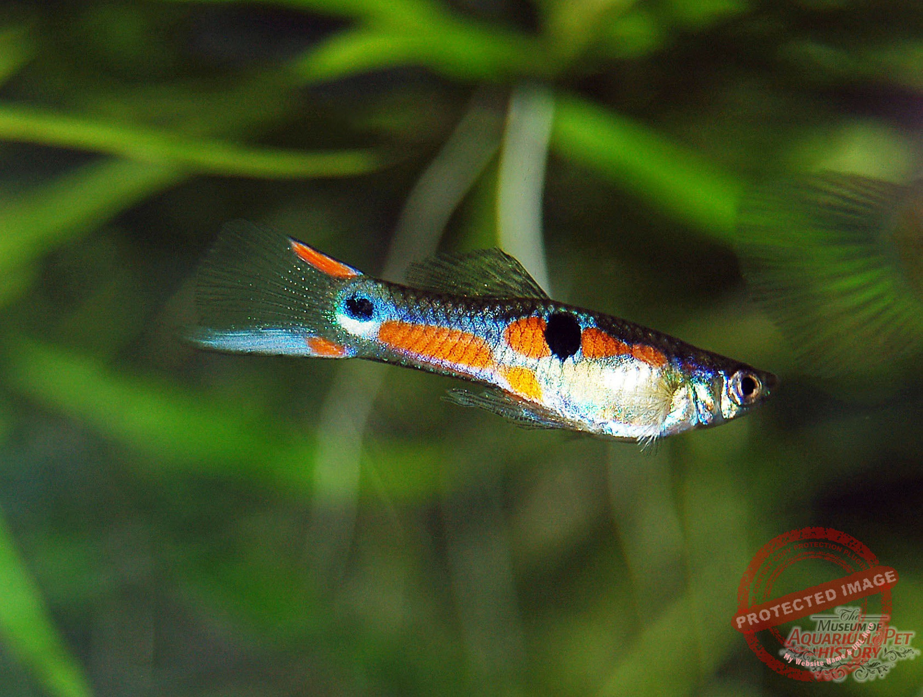 1900 to Early 1922_photo-15