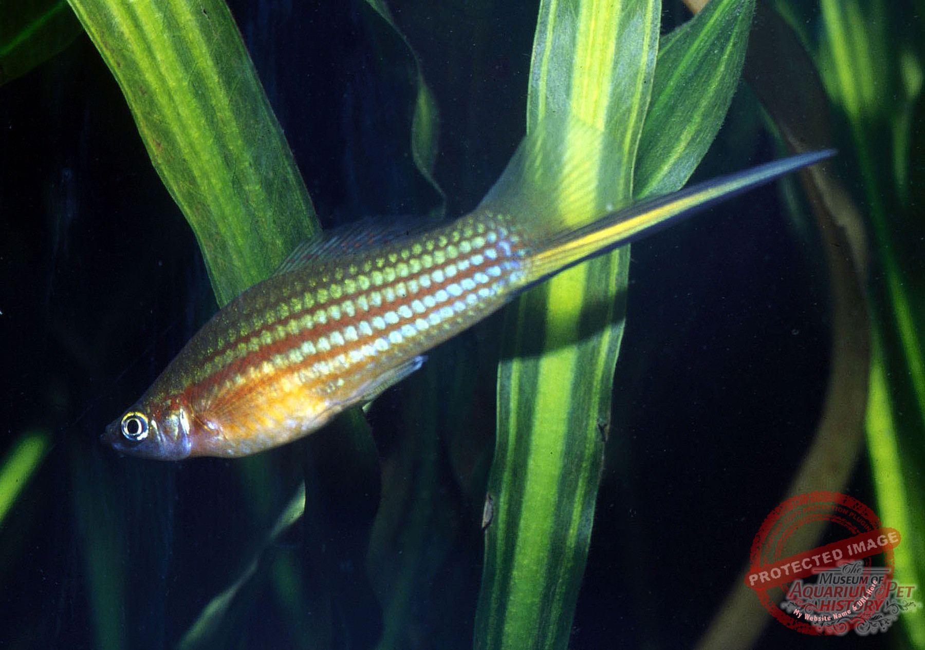 1900 to Early 1922_photo-16