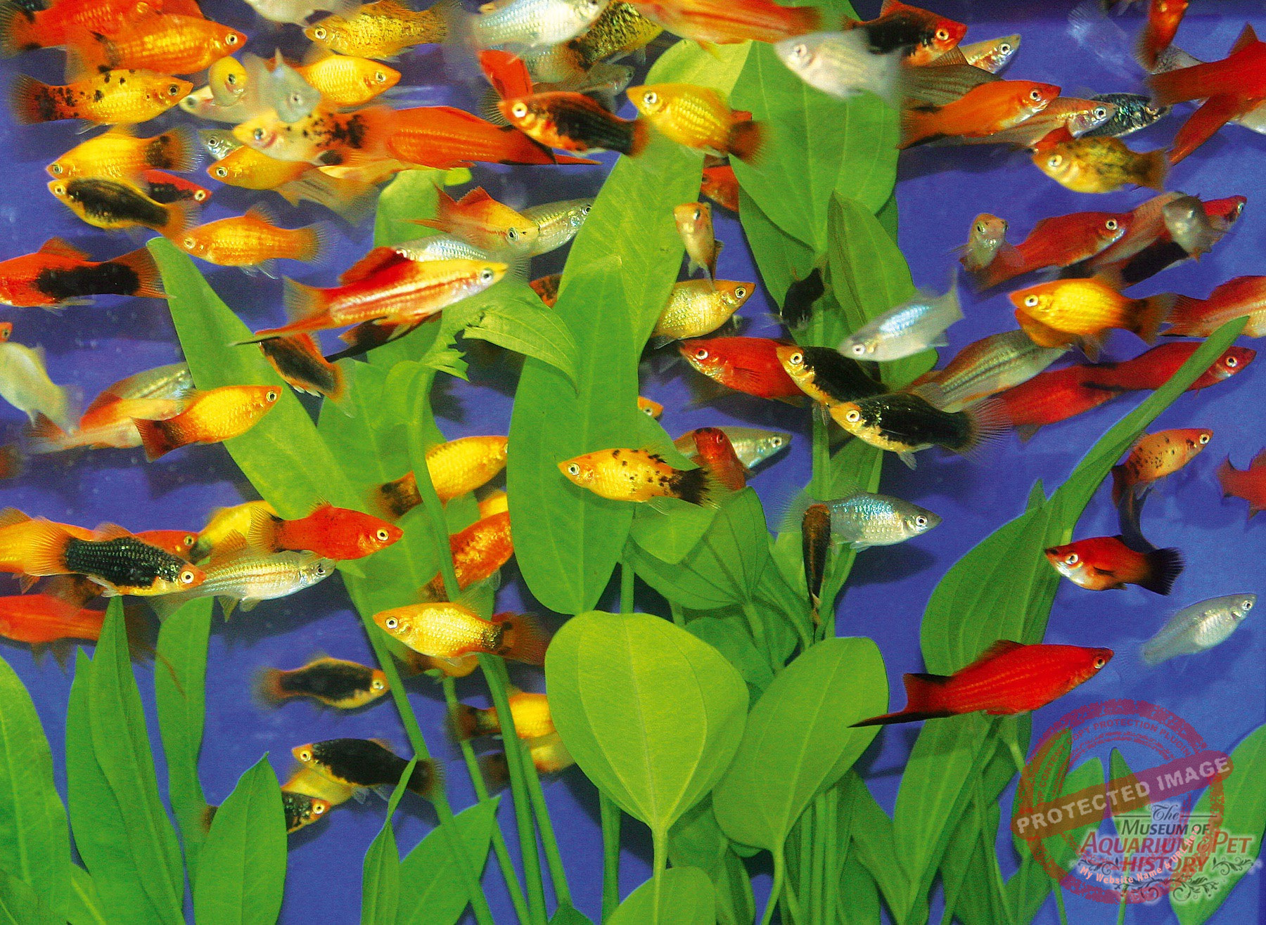 1900 to Early 1922_photo-17