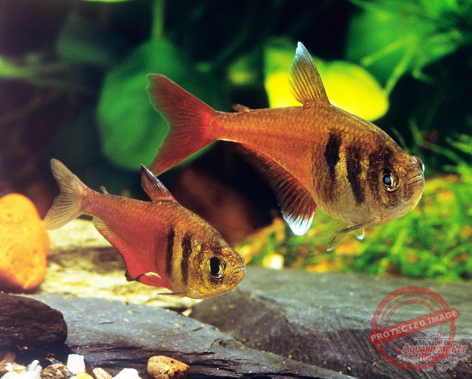 1900 to Early 1922_photo-18