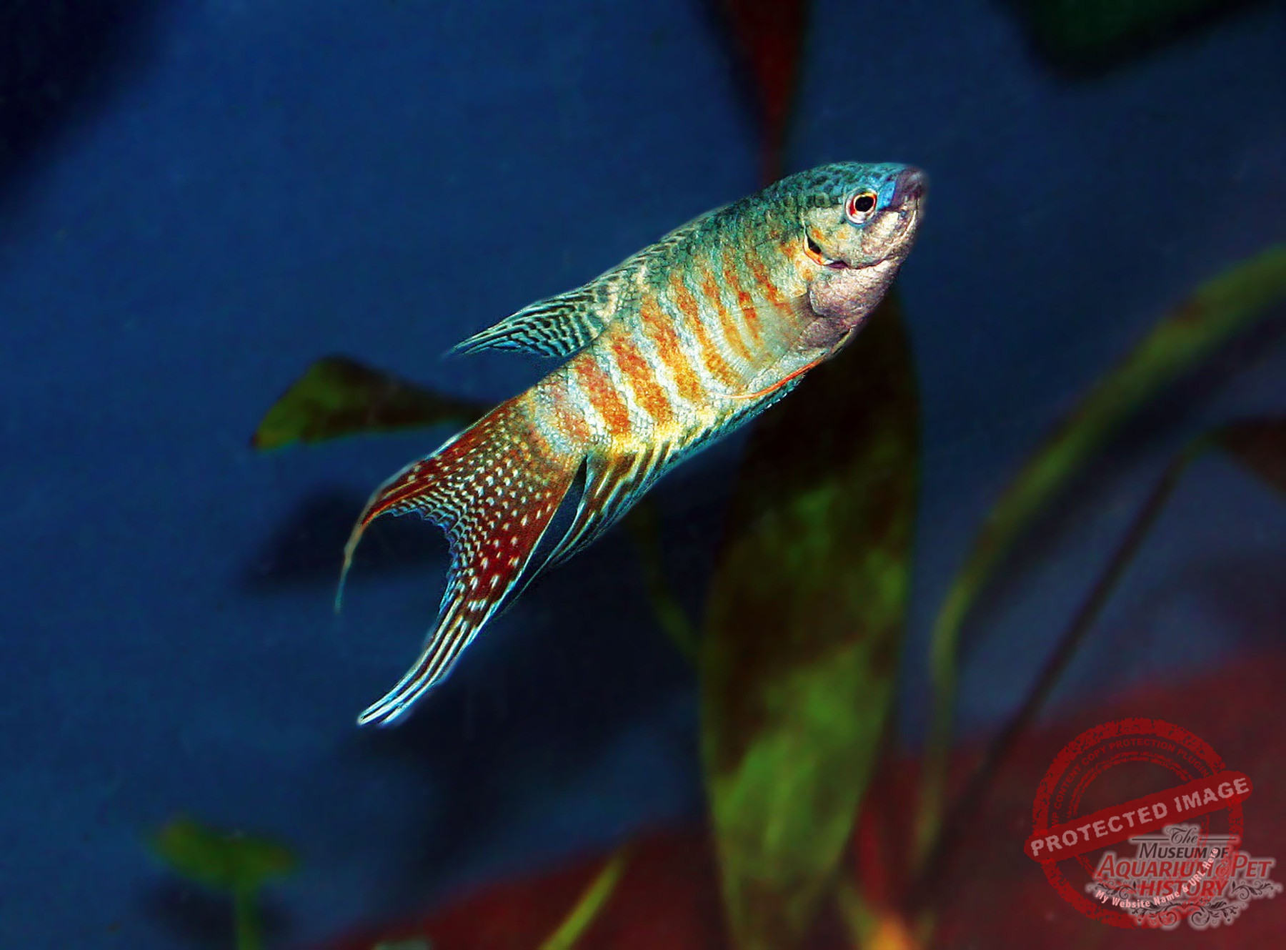 1900 to Early 1922_photo-5