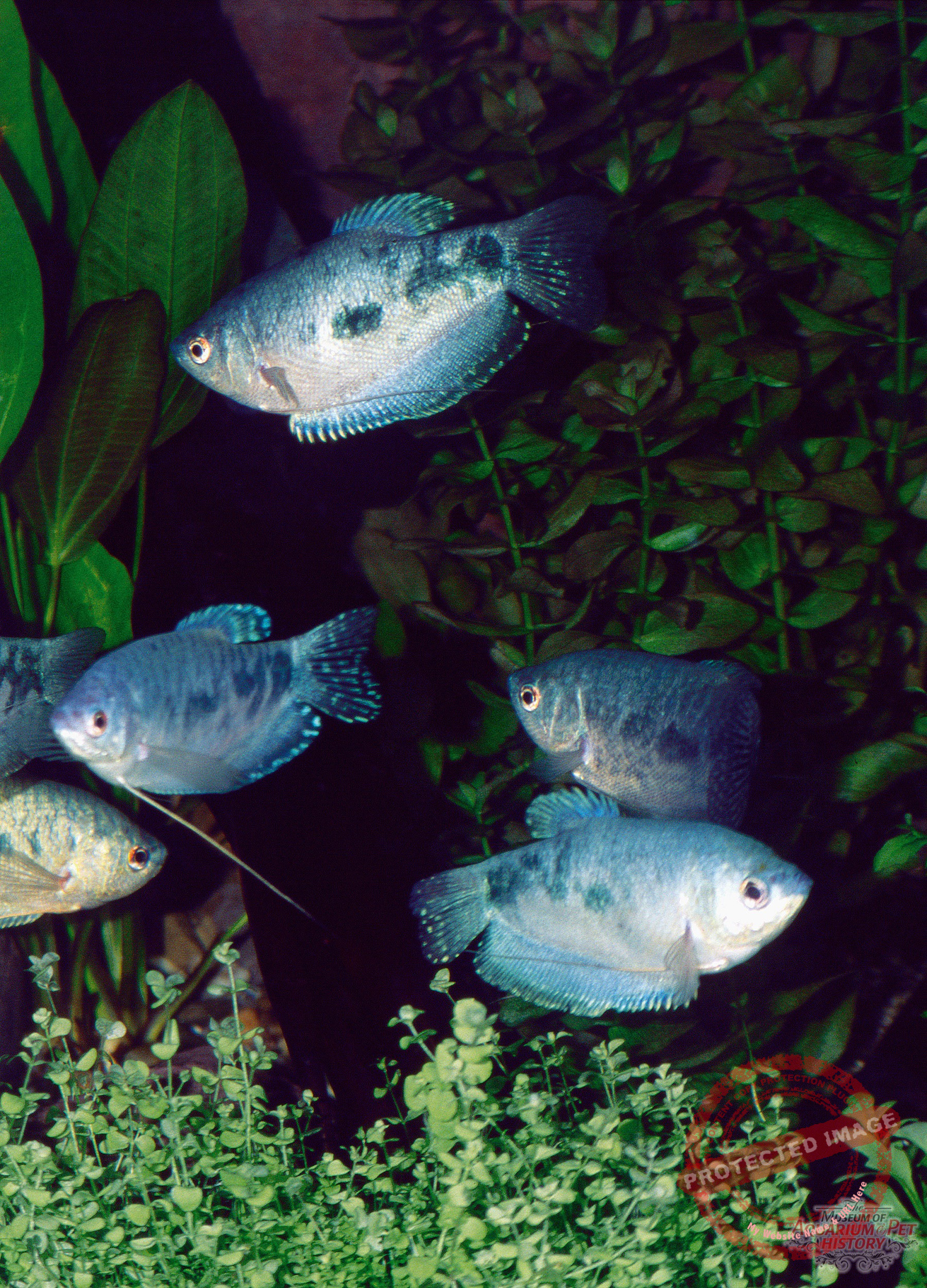 1900 to Early 1922_photo-6