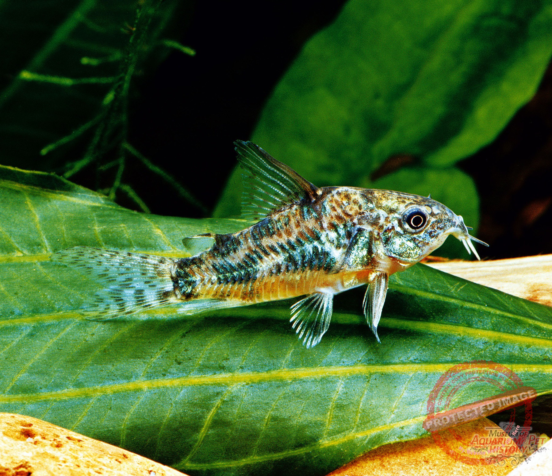 1900 to Early 1922_photo-8