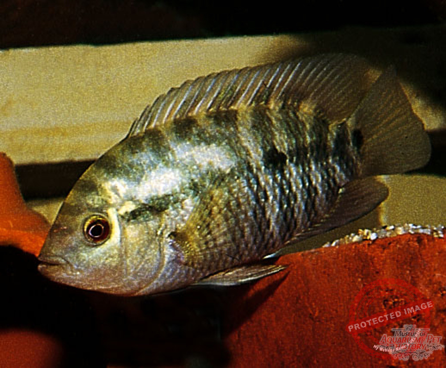 1900 to Early 1922_photo-9