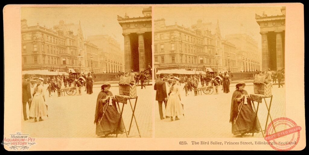 Victorian Image of a Woman in Edinburgh with Canaries