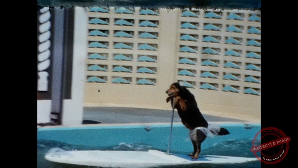 1960s Home Video of St. Augustine Alligator Farm and Marineland of Florida