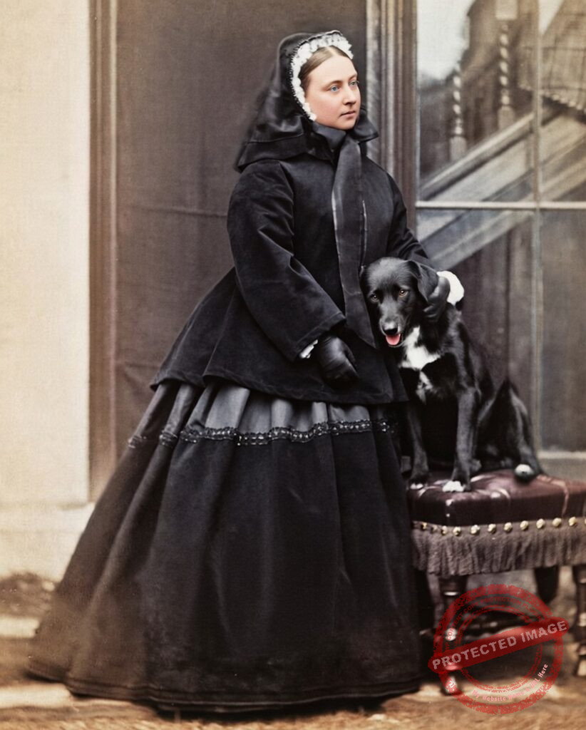 From Royal Menageries to Courtly Canine Companions