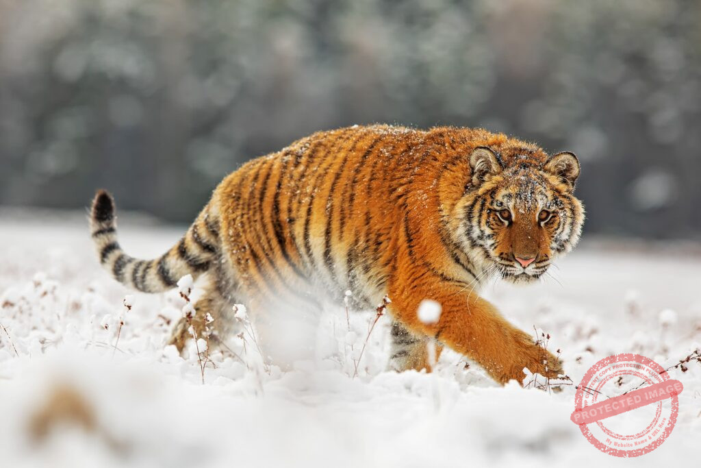 Chapter 18: From the End to the Beginning - Wilde Tiere Frei Haus (Wild Animals/Free Delivery)