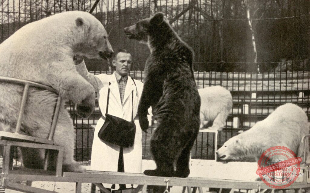 Chapter 19: Adventures in Bangkok - Wilde Tiere Frei Haus (Wild Animals/Free Delivery)