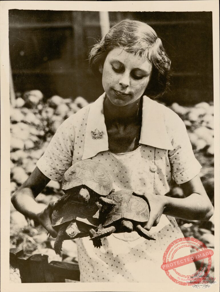 1937 English Woman with Tortoises