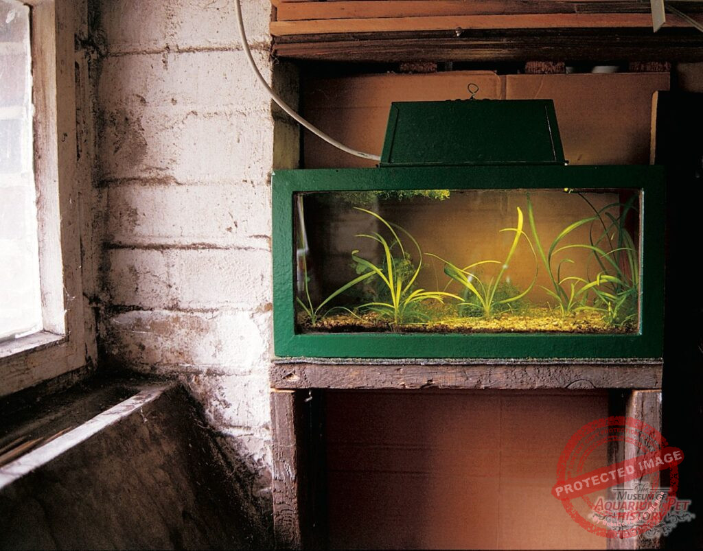 Animal Trade, Aquarium Technology, and the Time After the End of the GDR