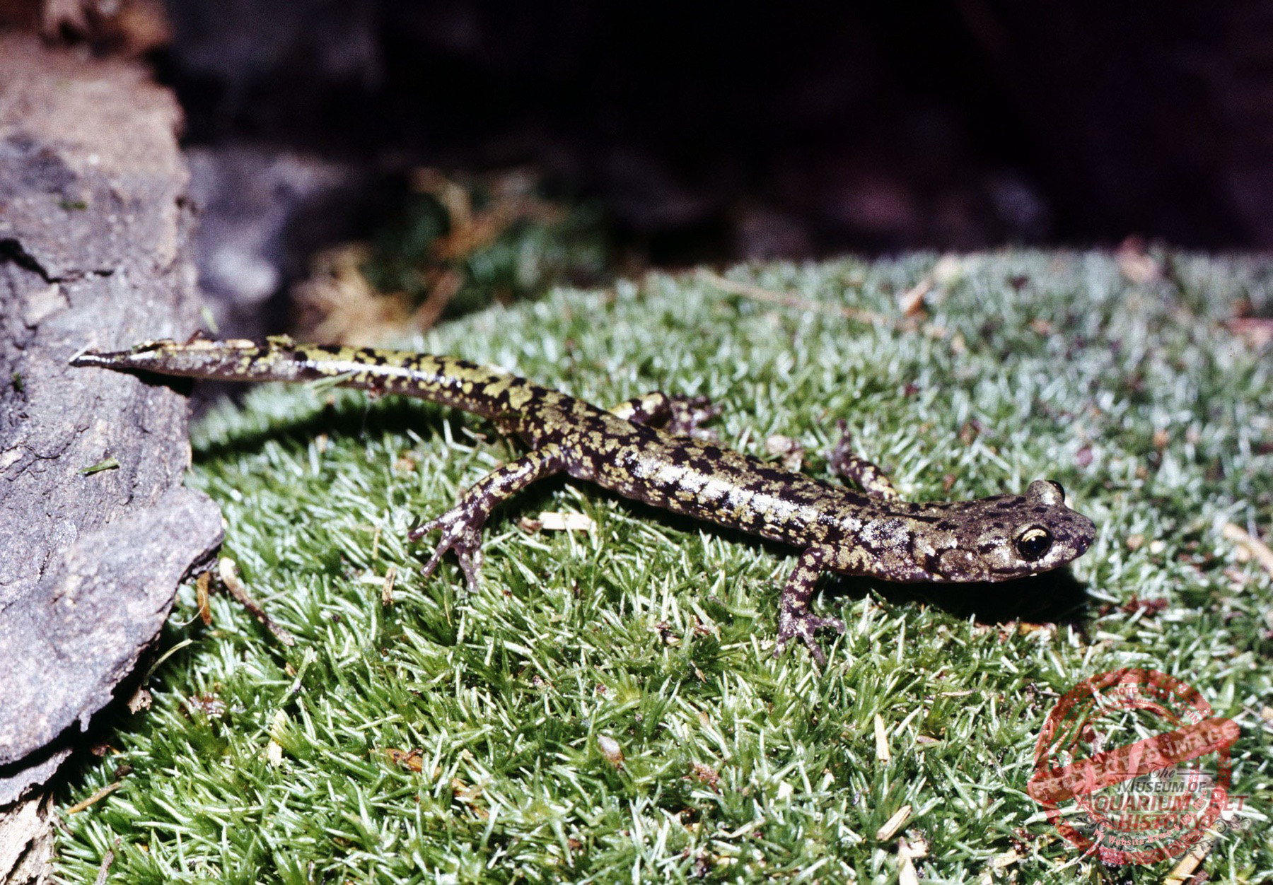 Hajo_Part-9_Photo-5.1