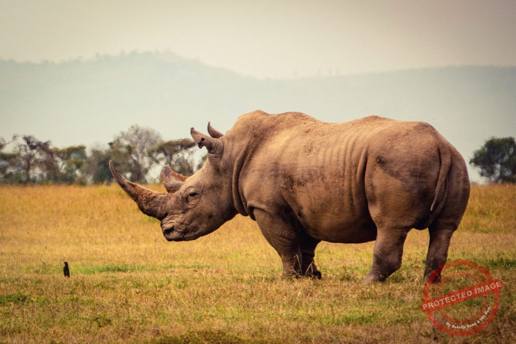 Chapter 21 - A Pair of White Rhinoceros - Wilde Tiere Frei Haus (Wild Animals/Free Delivery)