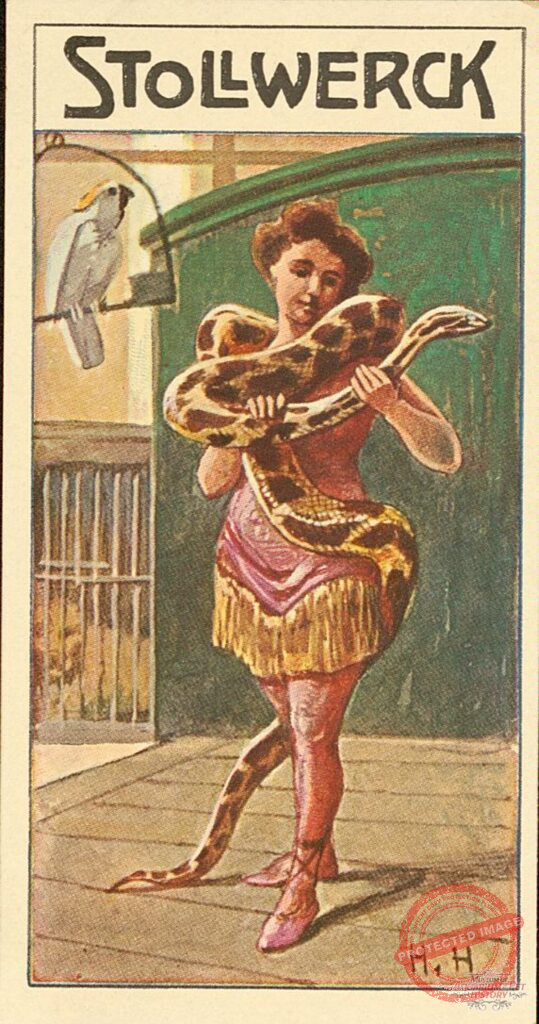 Candy, and Animals, and Trade Cards...Oh My! - A German Chocolate Company and the Proliferation of Animal Trade Cards