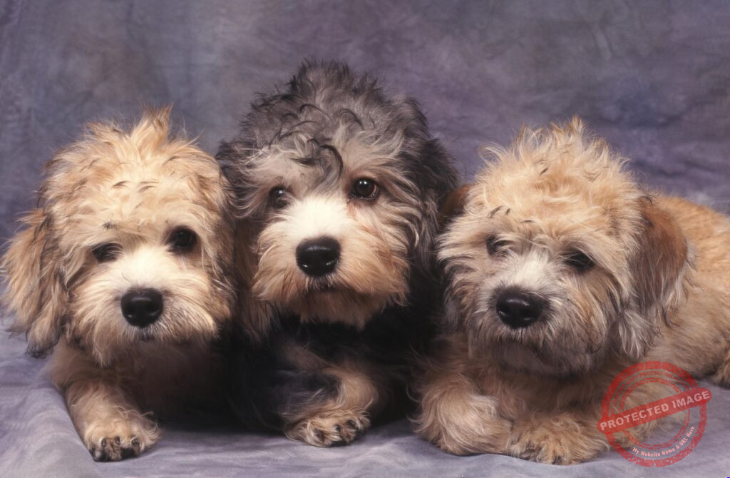 History of the Dandie Dinmont