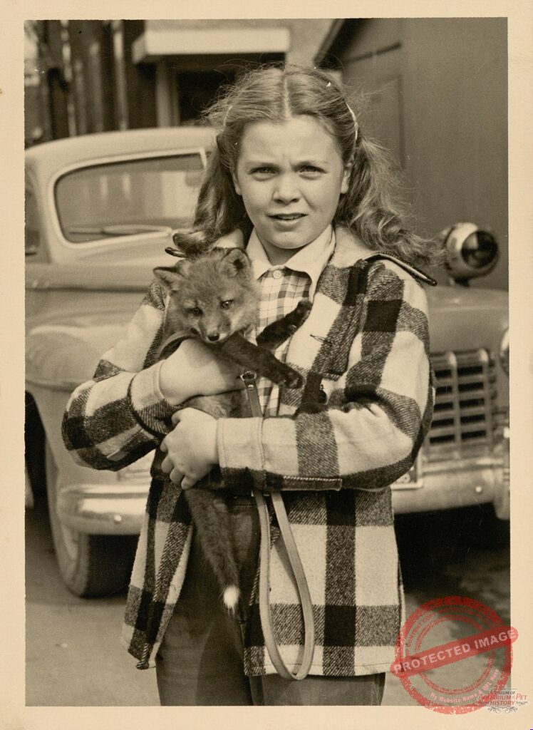 Pet Fox Keeping