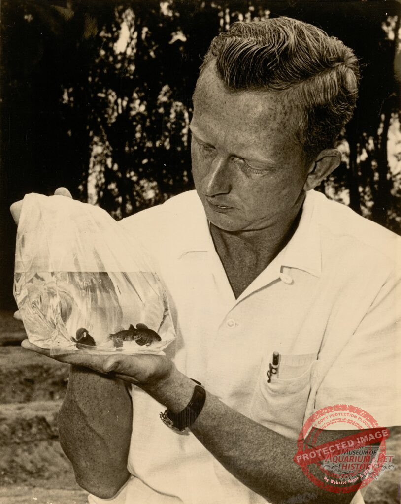 Dr. Ernest Bay with "Instant Fish" (Killifish)