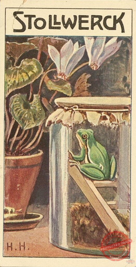 Stollwerck 1890s Trade Card Group 473 No 4