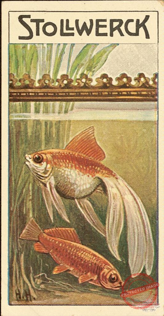 Stollwerck Trade Card Group 473, No 5