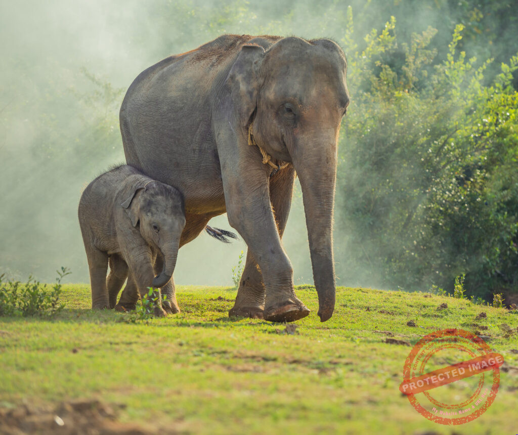 Chapter 23: Elephant with Small Steps -- Wilde Tiere Frei Haus (Wild Animals Free Delivery)